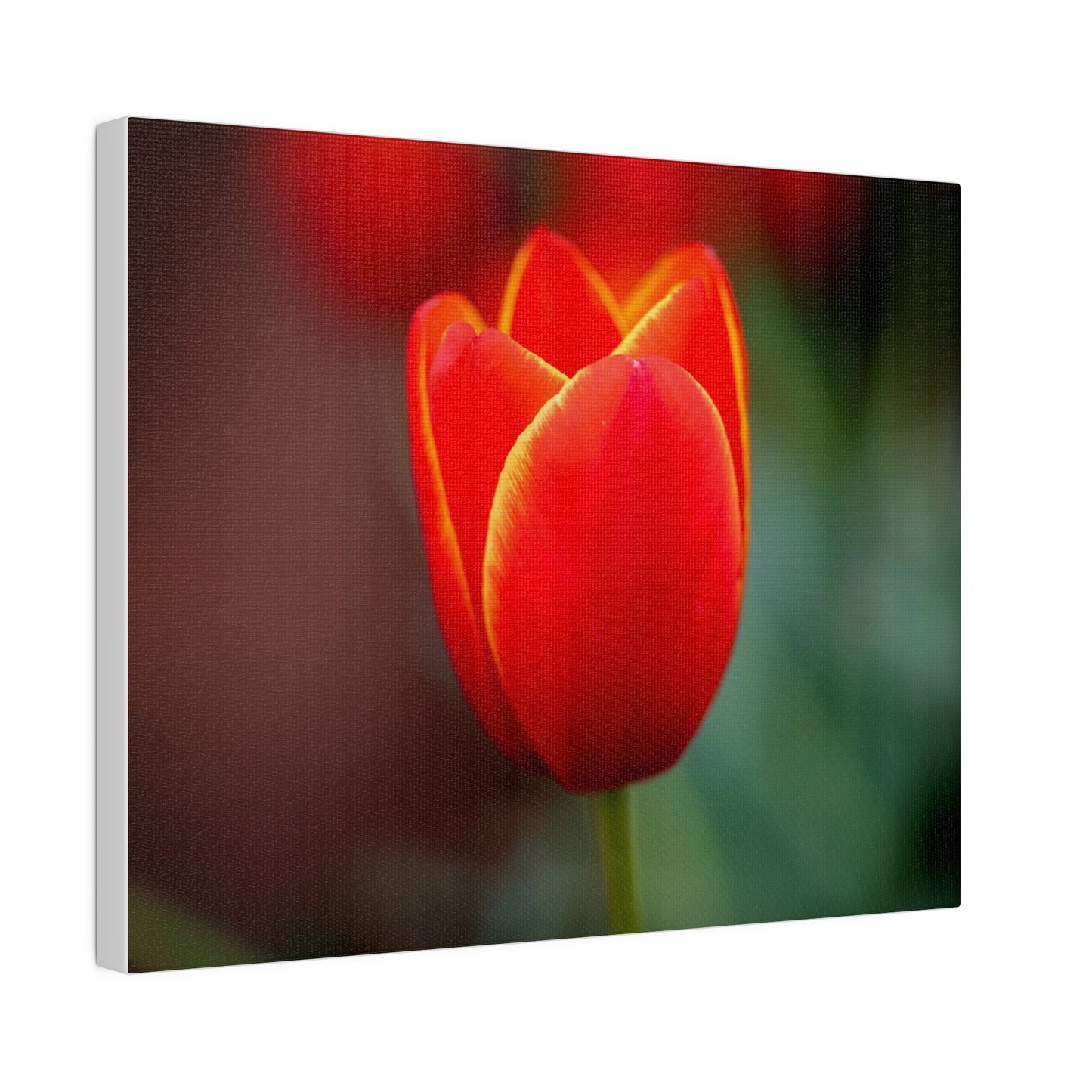 Fiery red and yellow tulip printed on a stretched matte canvas