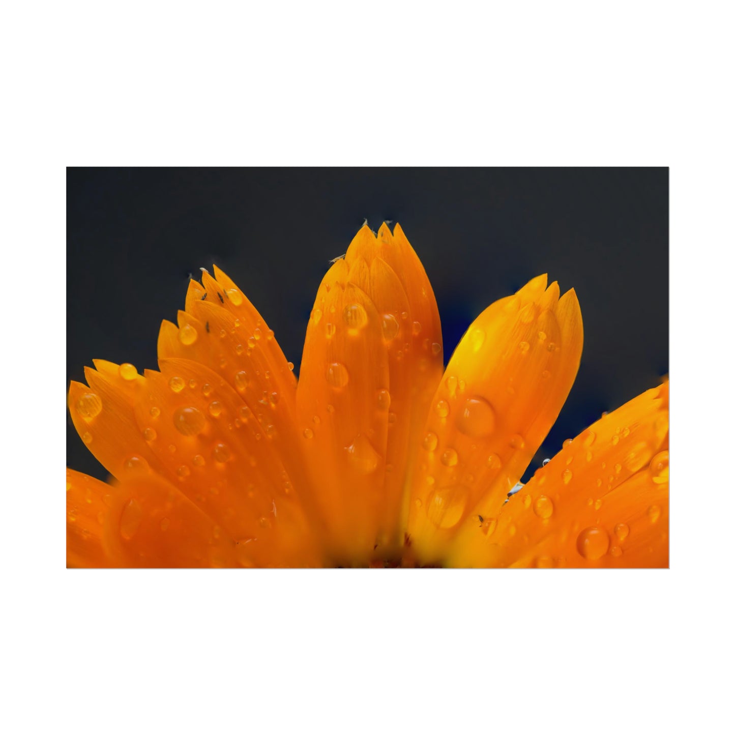 Orange flower petals drenched in dew printed on a rollable poster