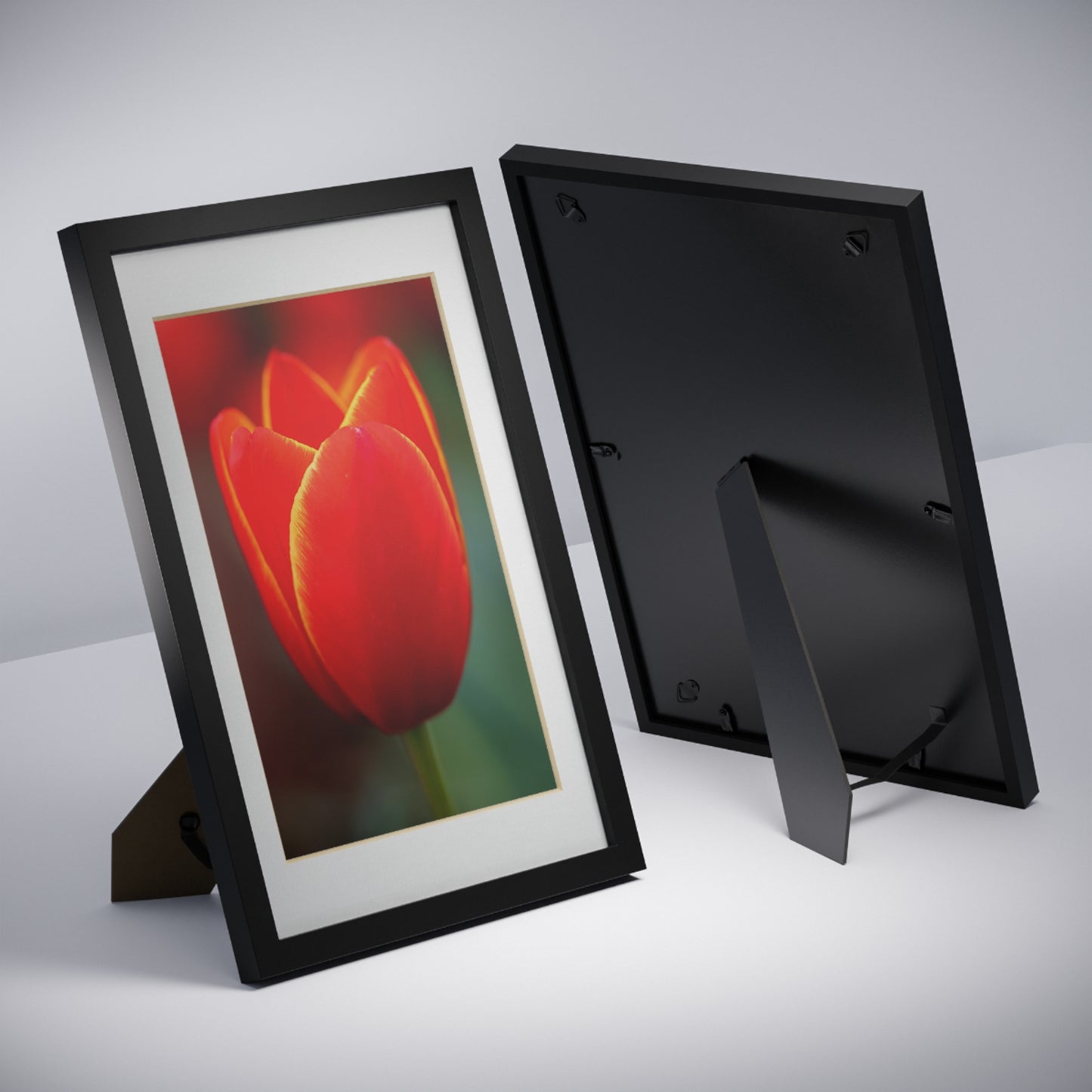 Fiery red and yellow tulip in a black framed poster