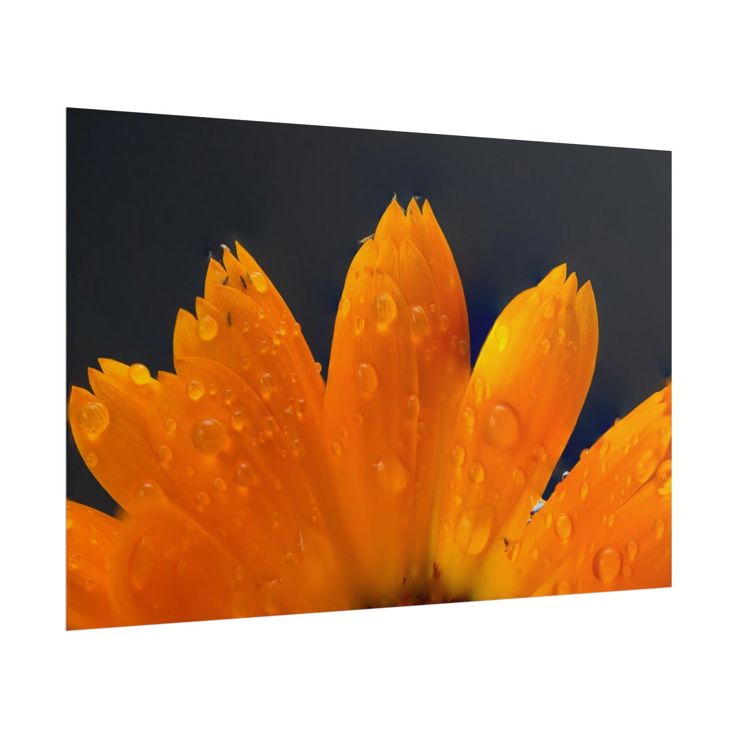 Orange flower petals drenched in dew printed on a rollable poster