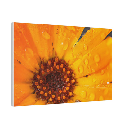 Orange flower petals drenched in dew printed on a stretched matte canvas