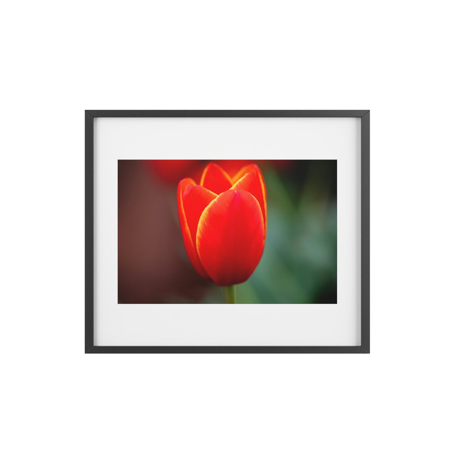 Fiery red and yellow tulip on a framed matte  poster