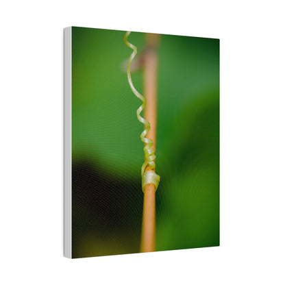 Nature's grip! A stunning macro print in a stretched matte canvas