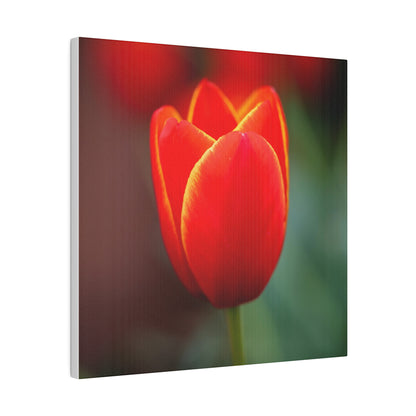 Fiery red and yellow tulip printed on a stretched matte canvas