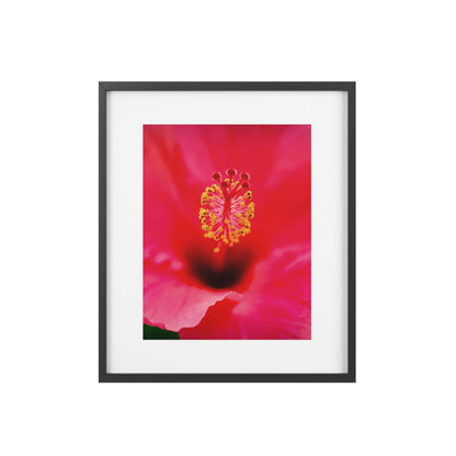 A beautiful hibiscus flower printed on a framed matte poster