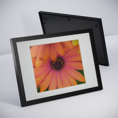 Colorful daisy printed on a black framed posters