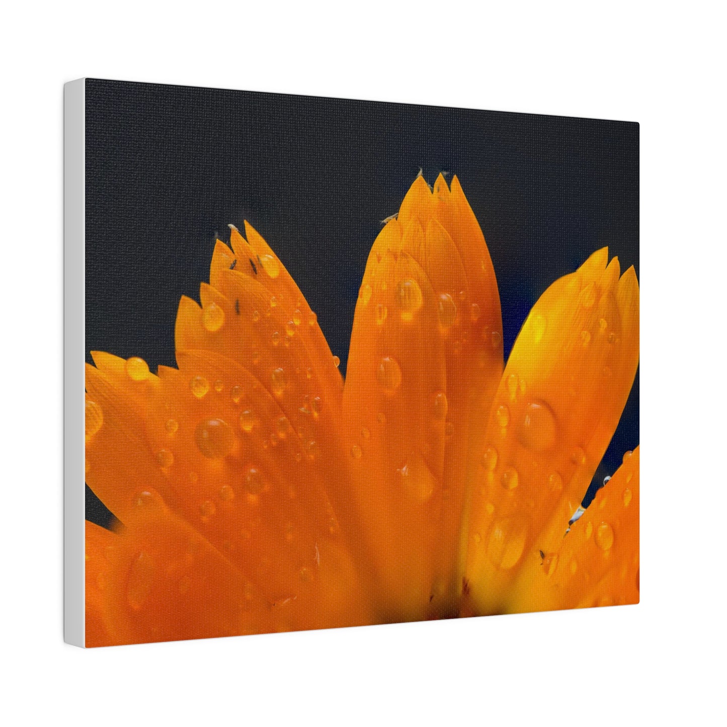 Orange flower petals drenched in dew printed on a stretched matte canvas