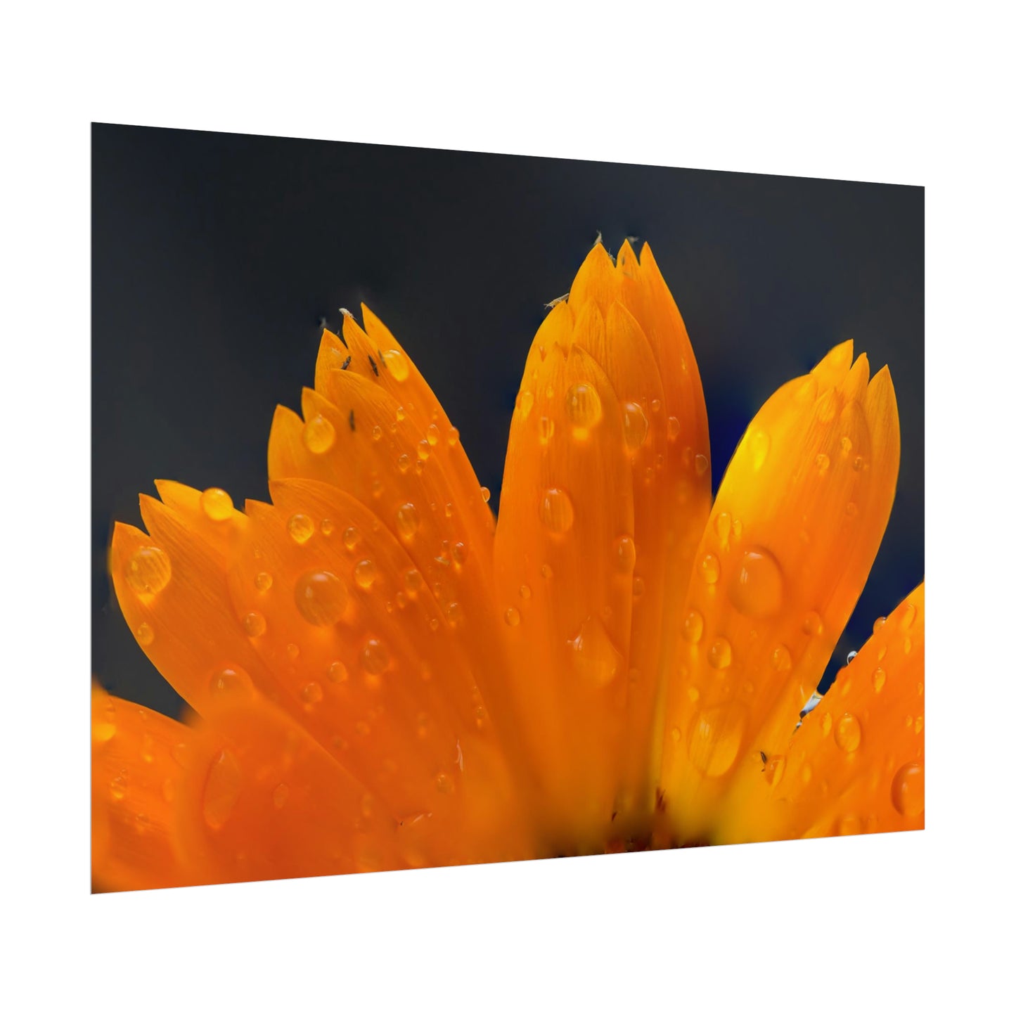 Orange flower petals drenched in dew printed on a rollable poster