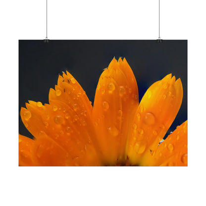 Orange flower petals drenched in dew printed on a rollable poster