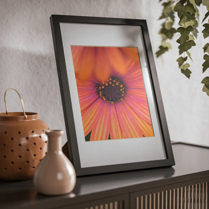 Colorful daisy printed on a black framed posters