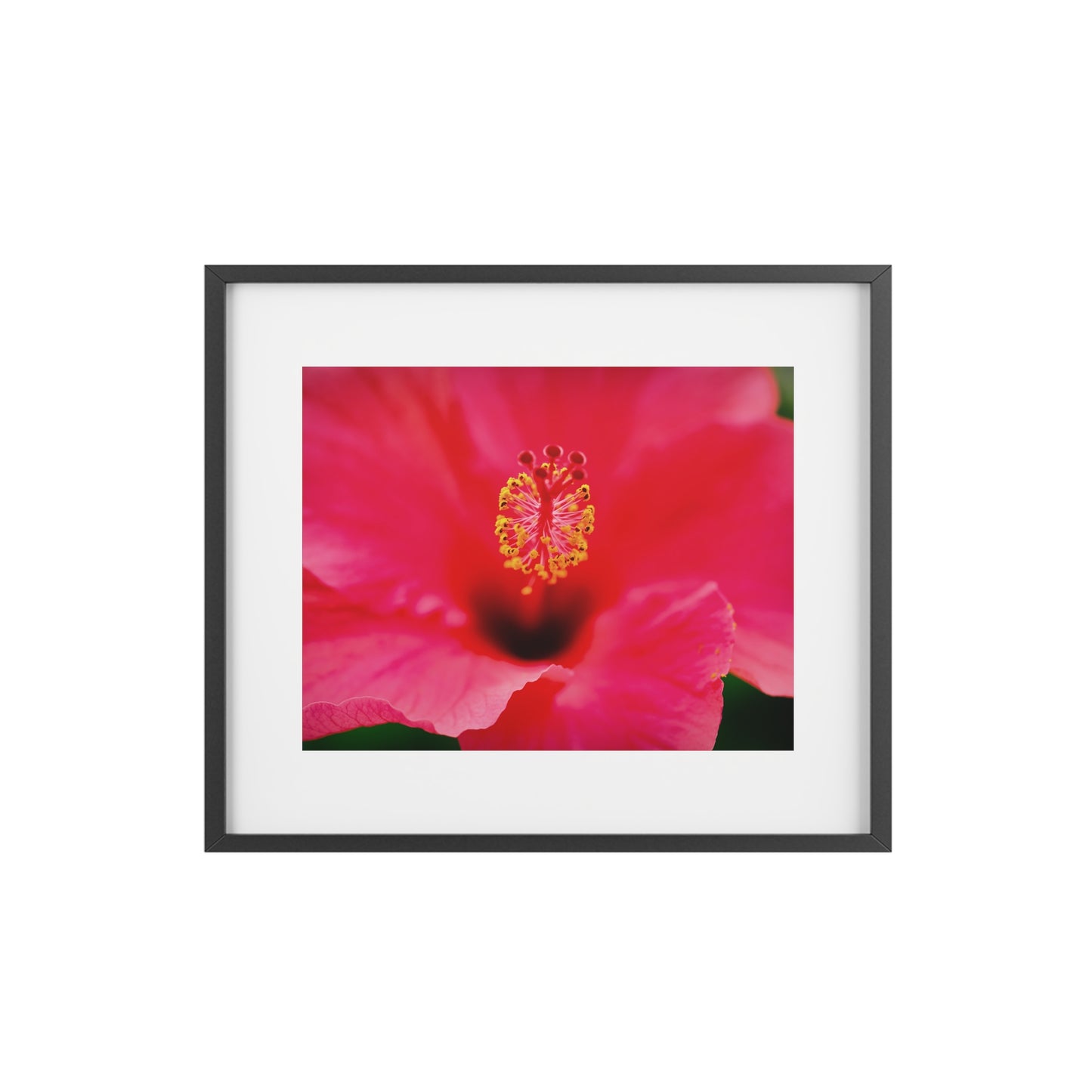 A beautiful hibiscus flower printed on a framed matte poster