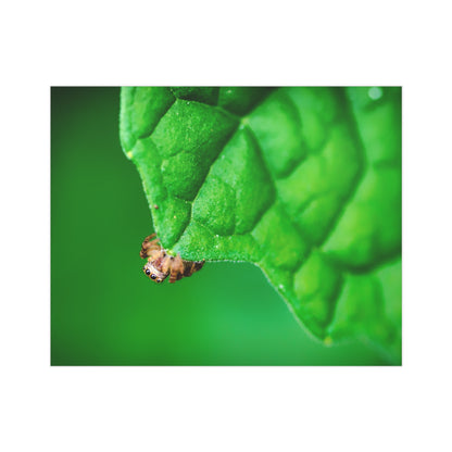 They live amongst us! A macro print of a tiny spider sitting at the edge of a luscious green leaf