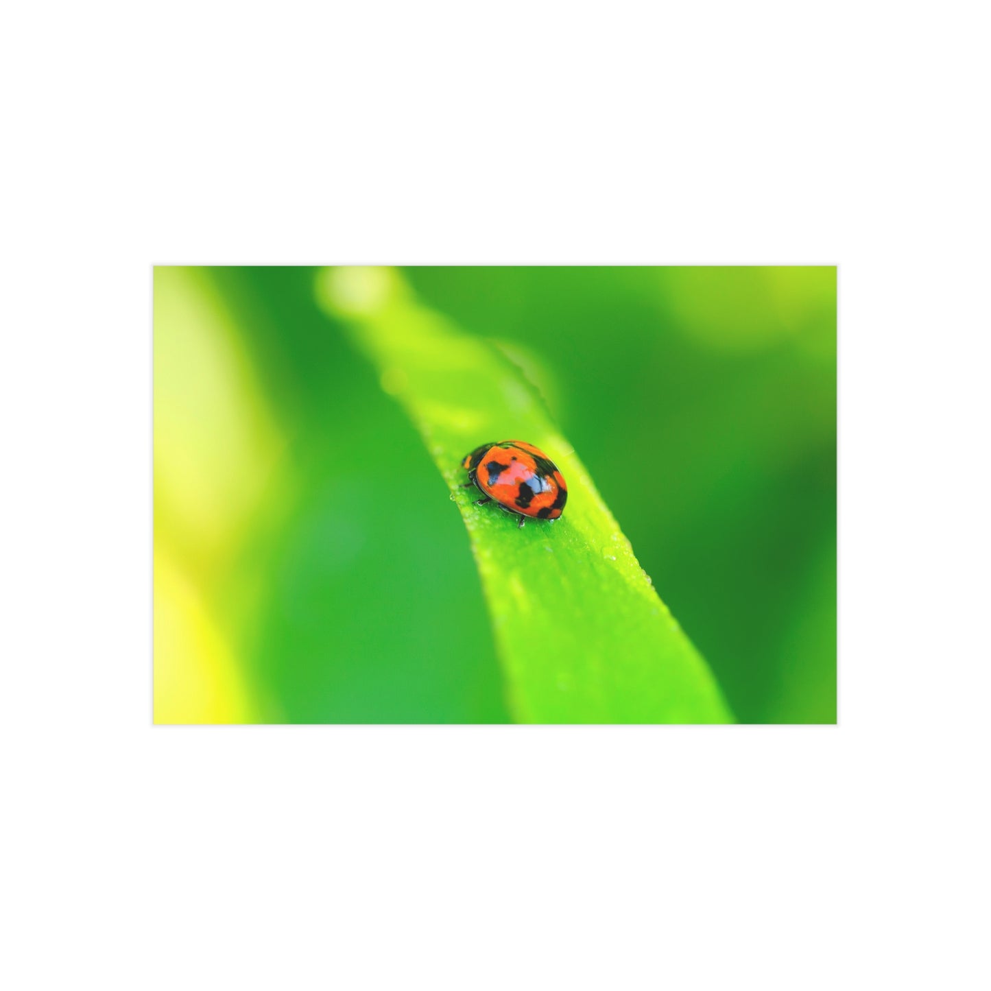 A macro print of a beautiful ladybug