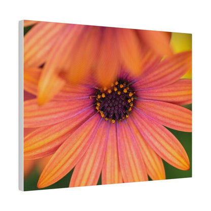 Colorful daisy printed on a stretched matte canvas