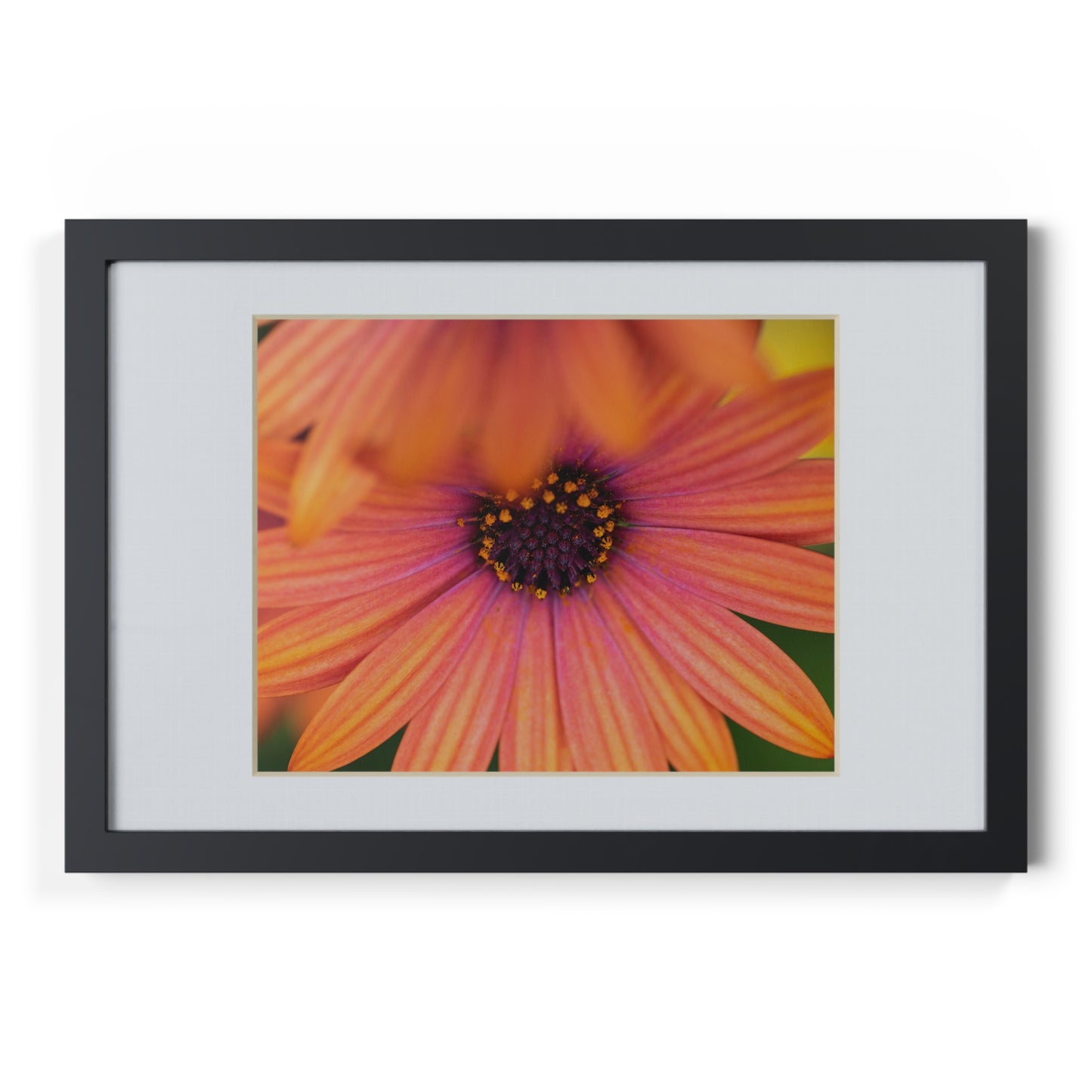 Colorful daisy printed on a black framed posters