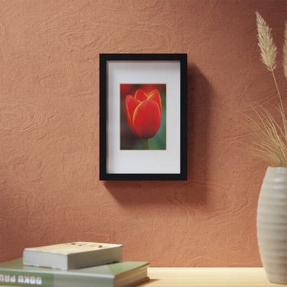 Fiery red and yellow tulip in a black framed poster