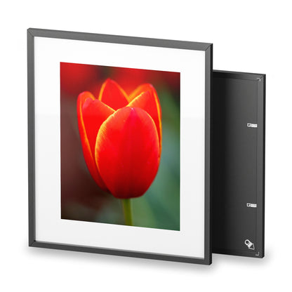 Fiery red and yellow tulip on a framed matte  poster