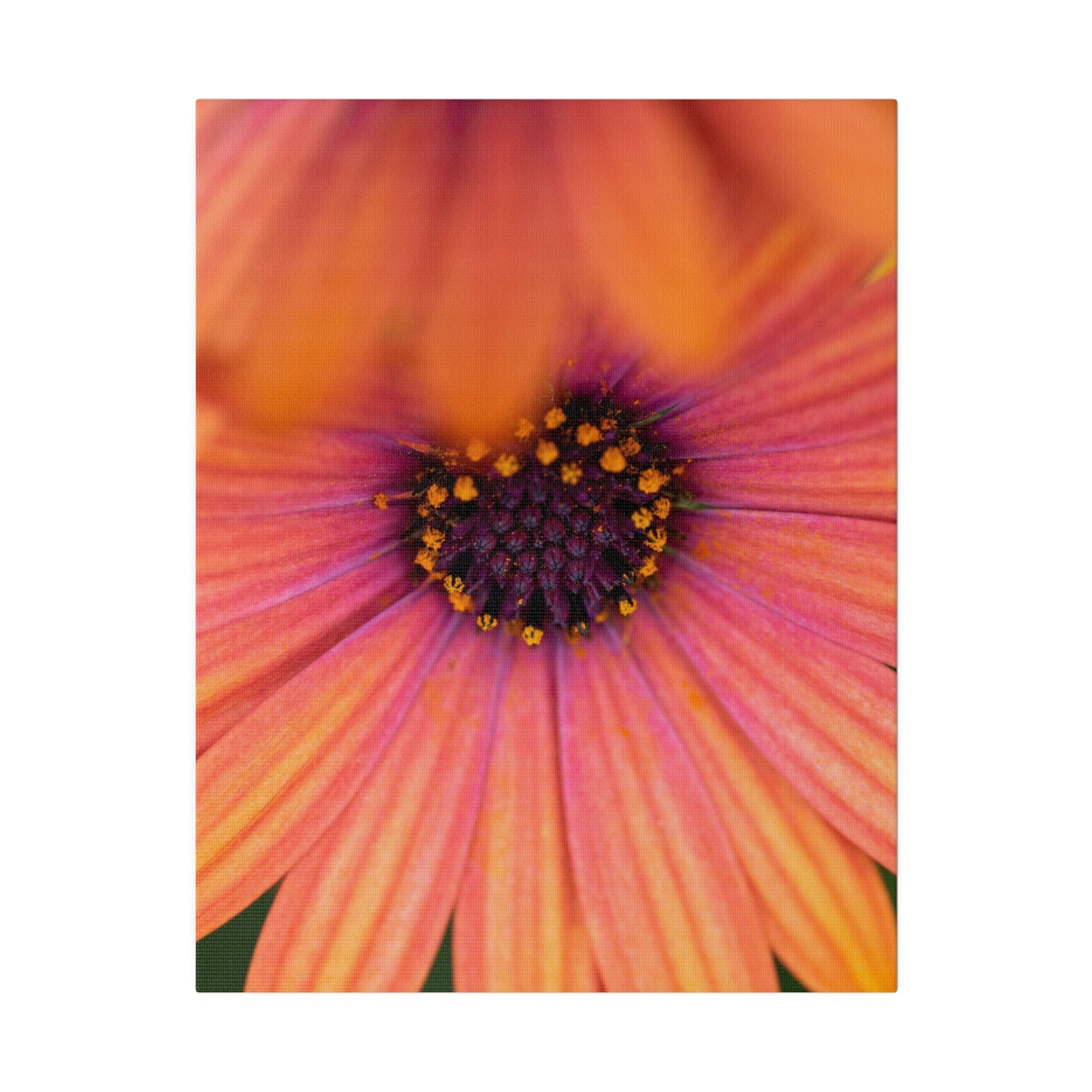 Colorful daisy printed on a stretched matte canvas