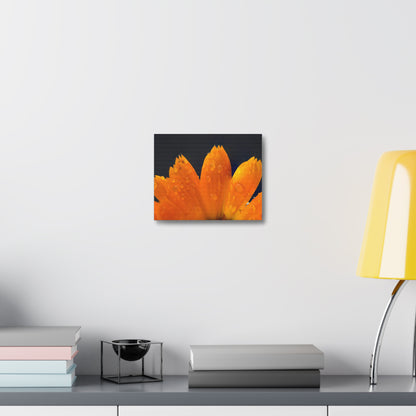 Orange flower petals drenched in dew printed on a stretched satin canvas