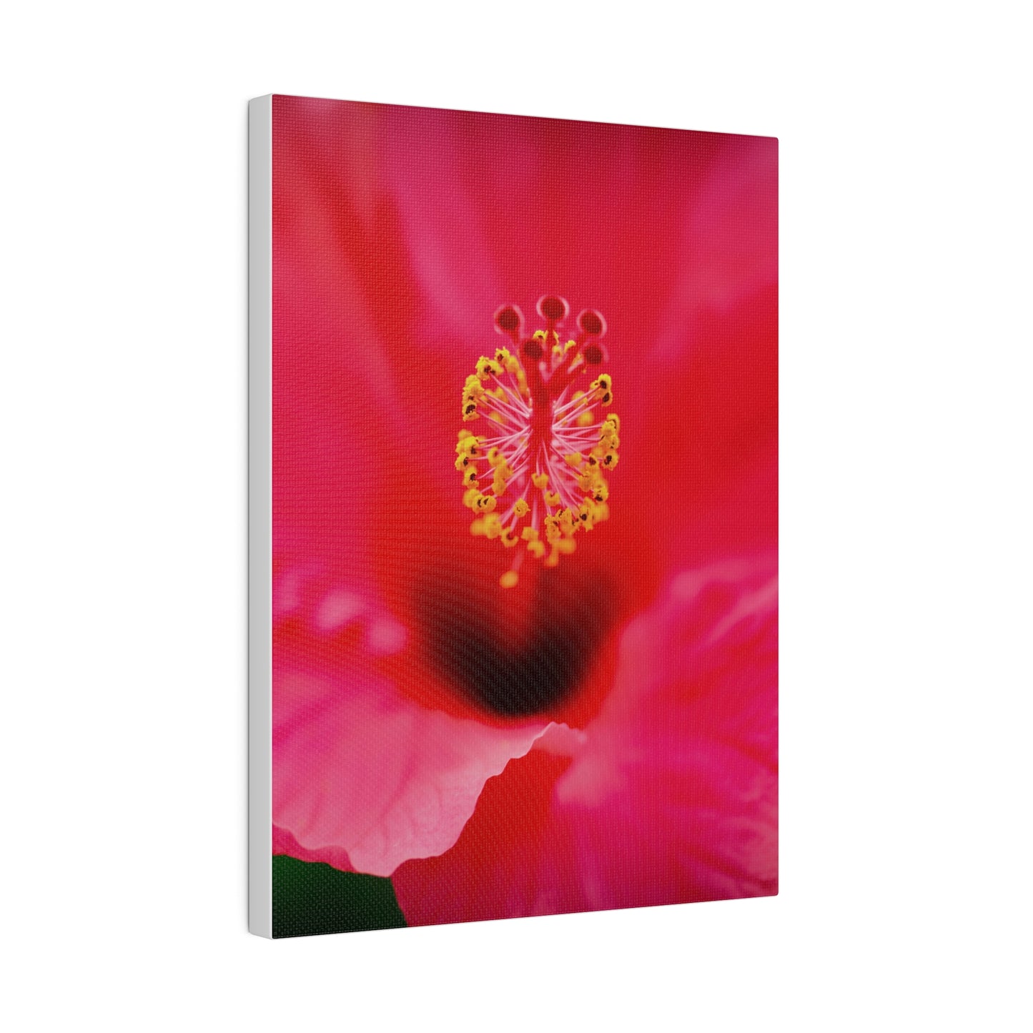 A beautiful hibiscus flower printed on a stretched matte canvas