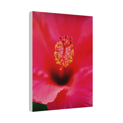 A beautiful hibiscus flower printed on a stretched matte canvas