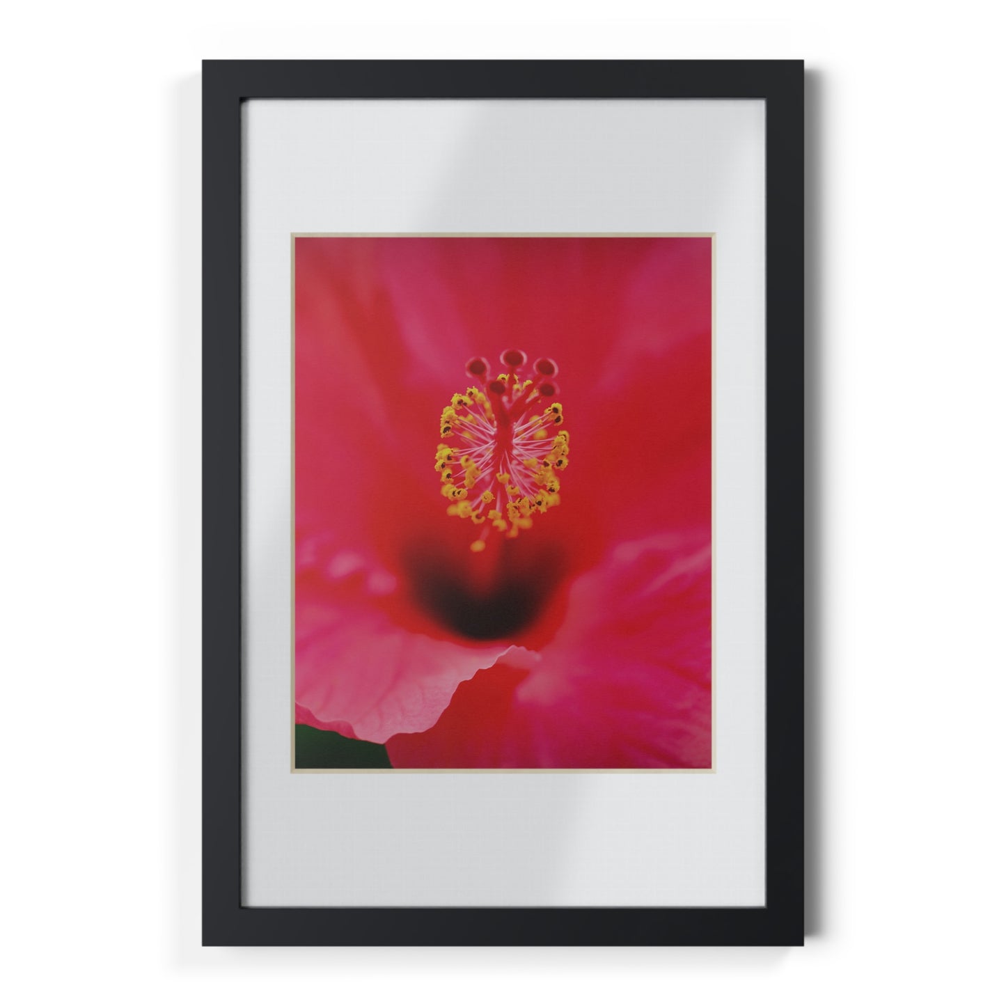 A beautiful hibiscus flower printed on a black framed poster