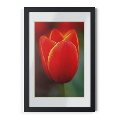 Fiery red and yellow tulip in a black framed poster