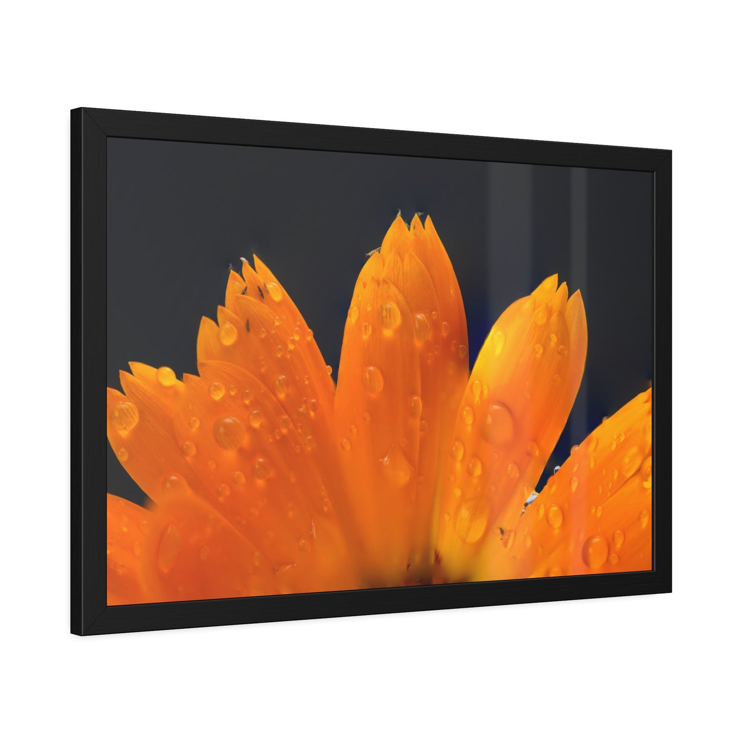 Orange flower petals drenched in dew printed on a framed paper poster