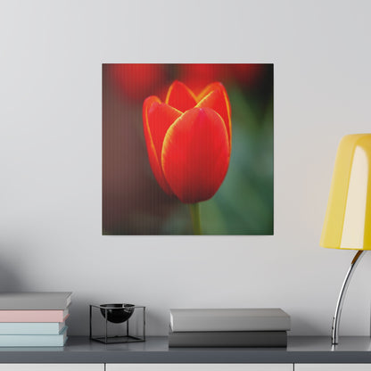 Fiery red and yellow tulip printed on a stretched matte canvas