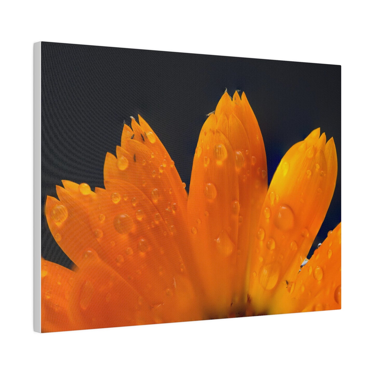 Orange flower petals drenched in dew printed on a stretched matte canvas