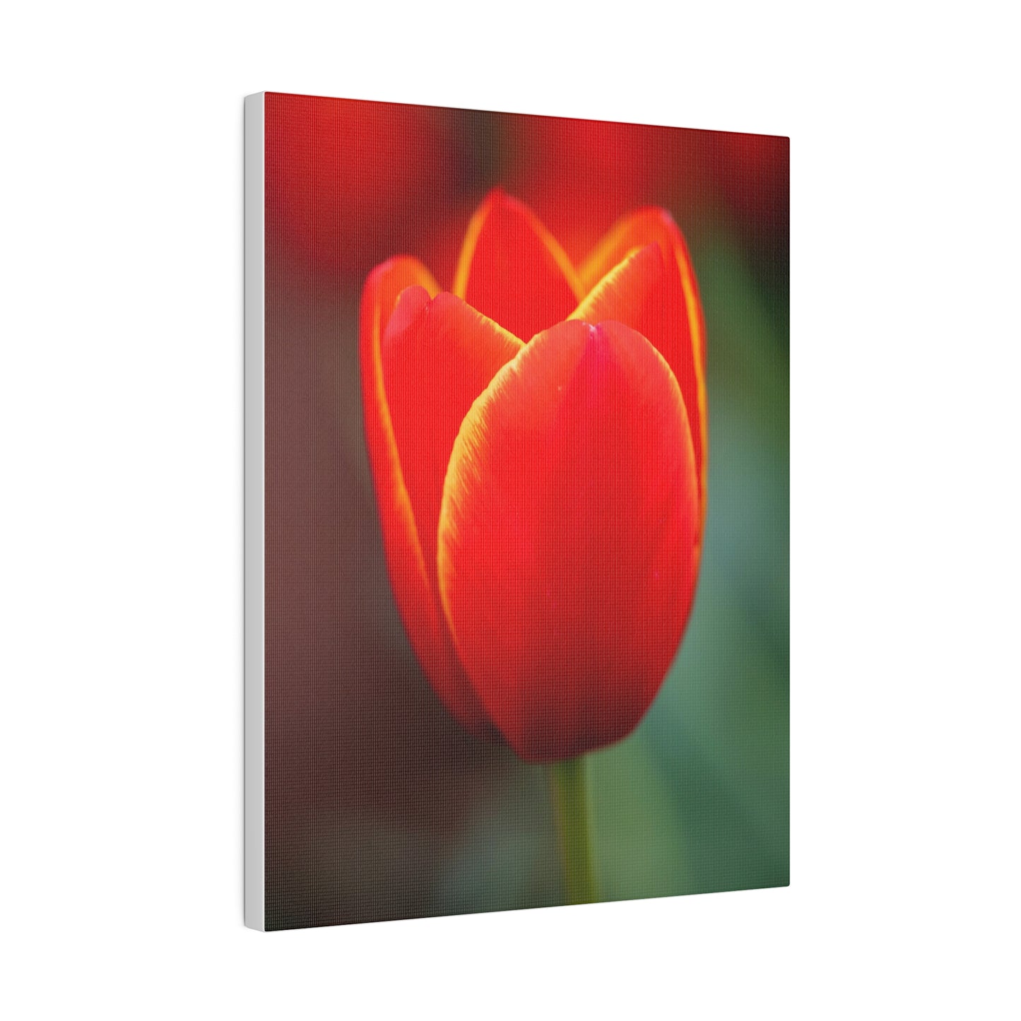 Fiery red and yellow tulip printed on a stretched matte canvas