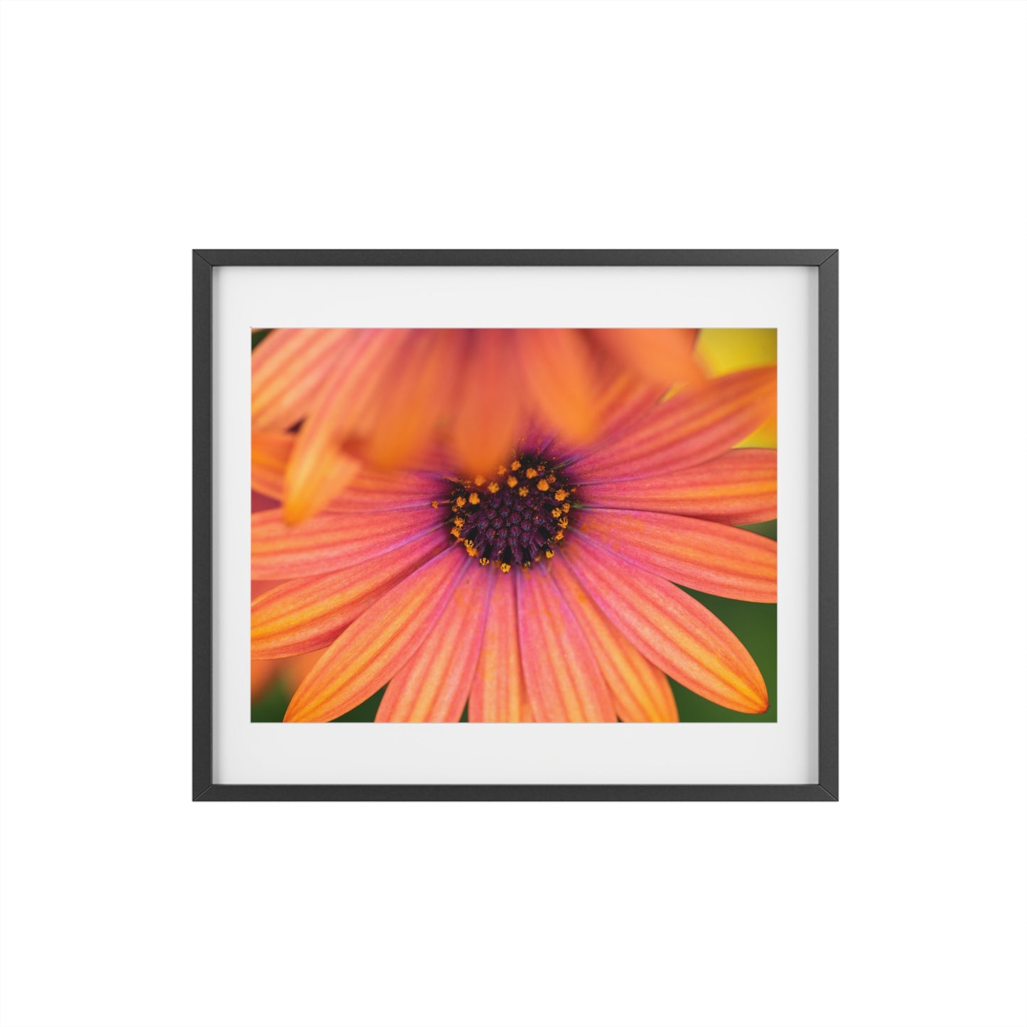 Colorful daisy printed on a framed matte poster