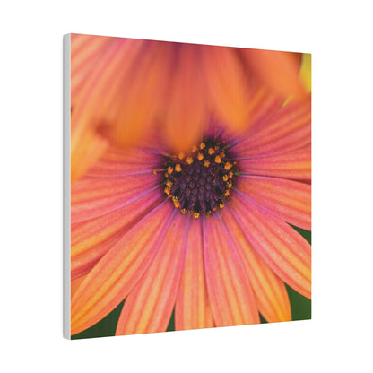 Colorful daisy printed on a stretched matte canvas