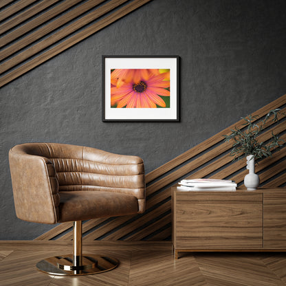 Colorful daisy printed on a framed matte poster