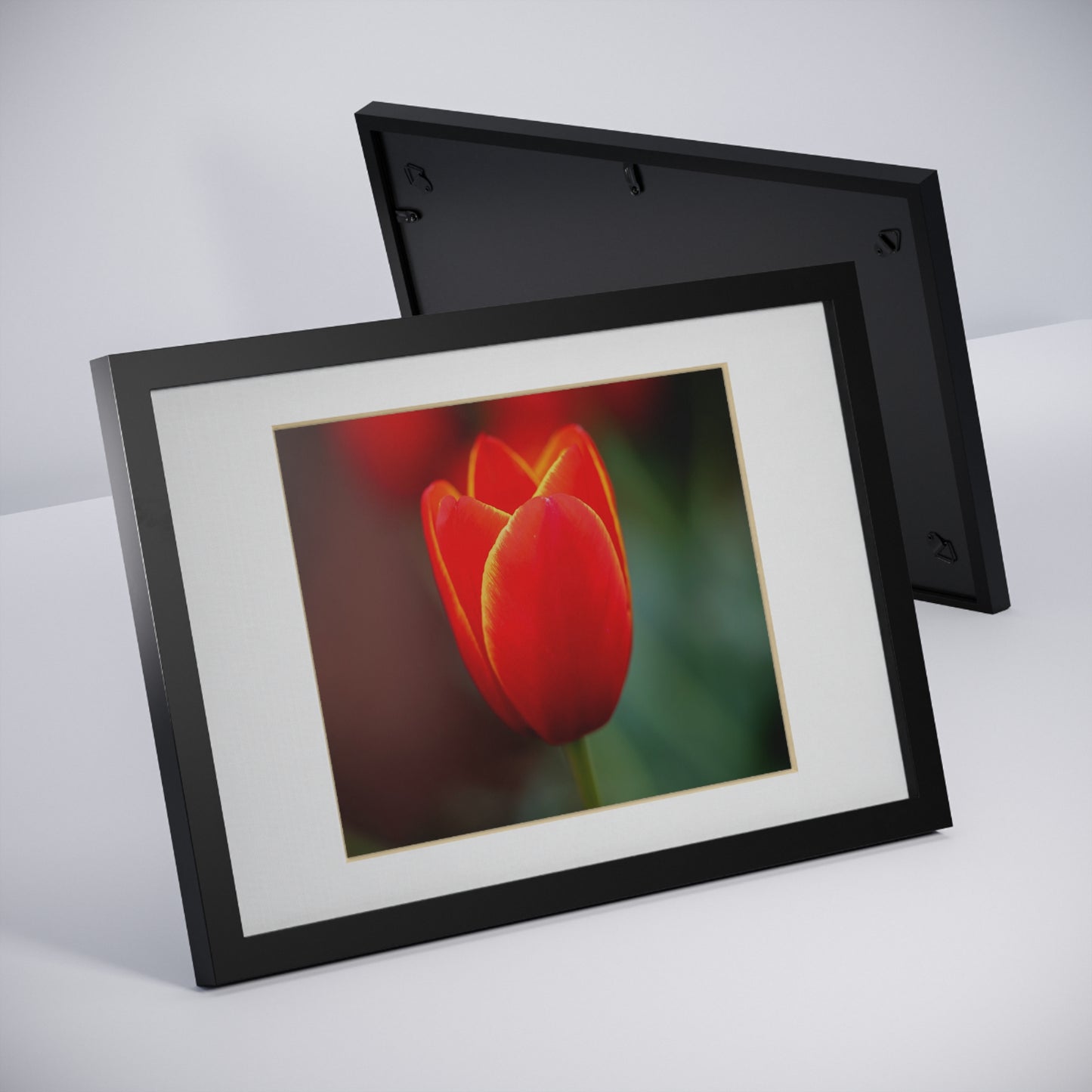 Fiery red and yellow tulip in a black framed poster