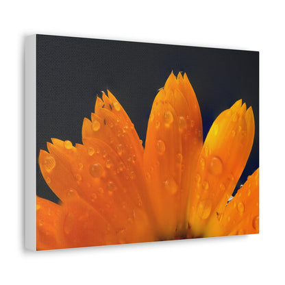 Orange flower petals drenched in dew printed on a stretched satin canvas