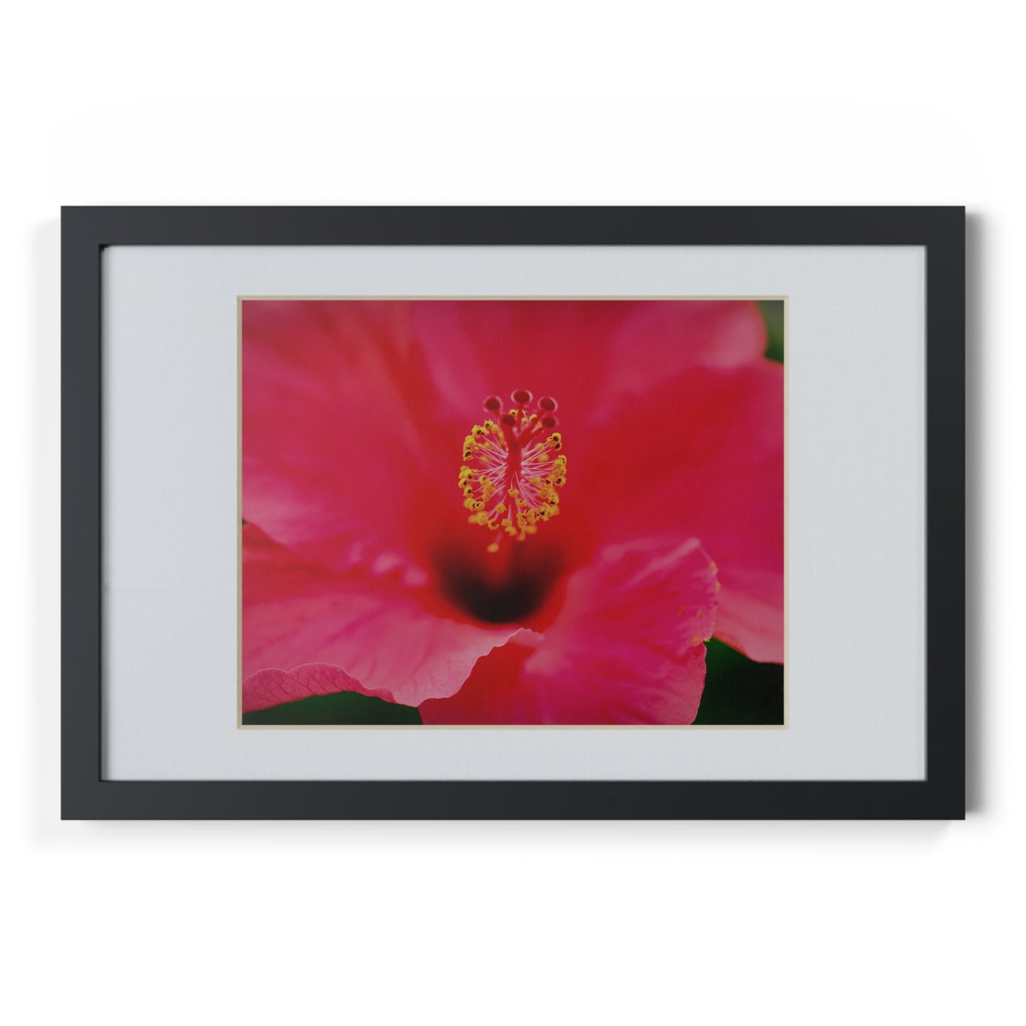 A beautiful hibiscus flower printed on a black framed poster