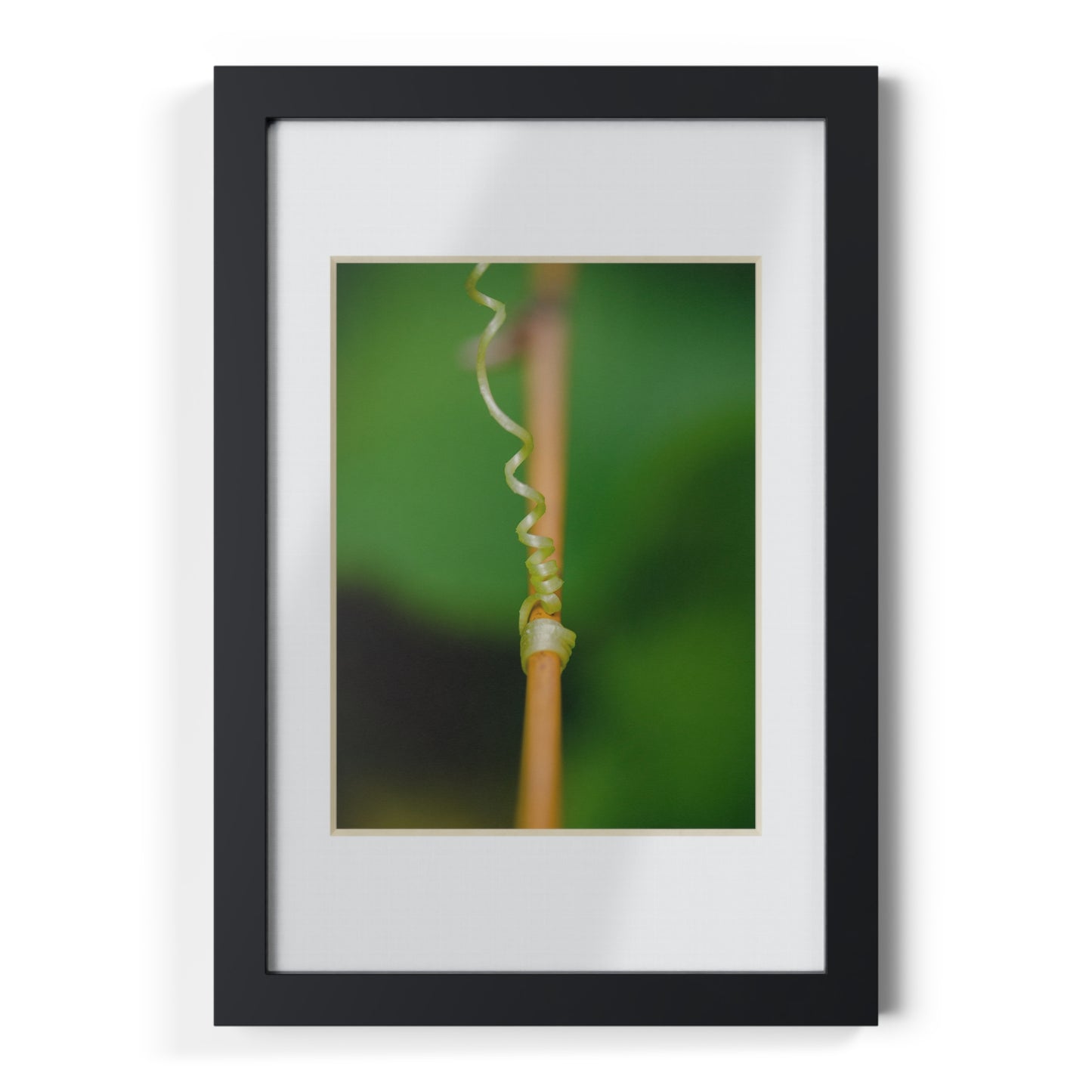 Nature's grip! A stunning macro print on a stretched matte canvas