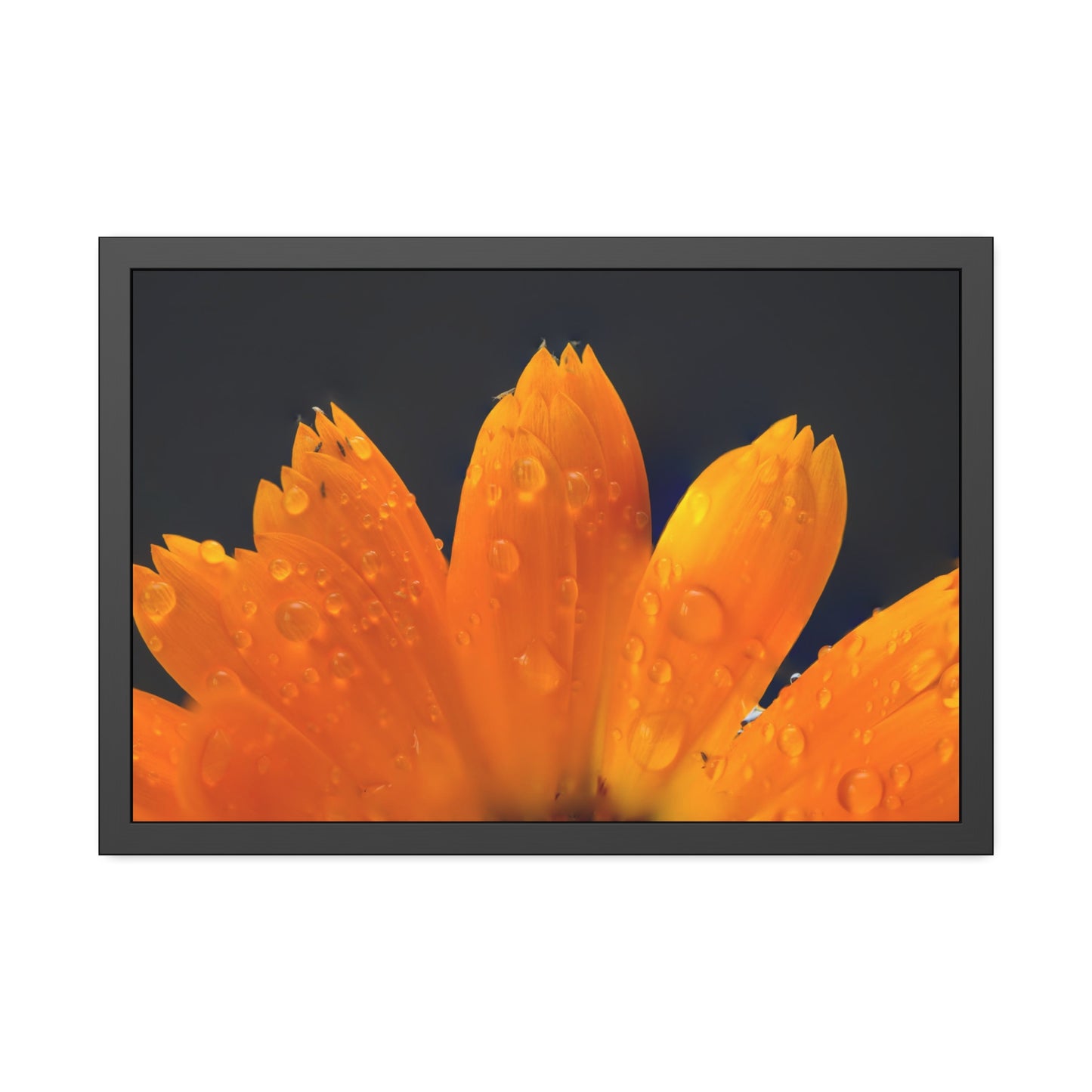 Orange flower petals drenched in dew printed on a framed paper poster