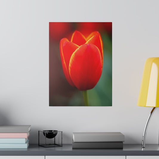 Fiery red and yellow tulip printed on a stretched matte canvas