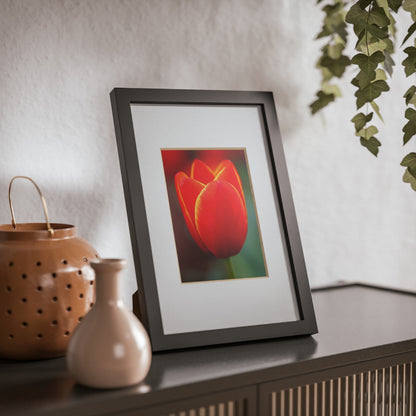 Fiery red and yellow tulip in a black framed poster