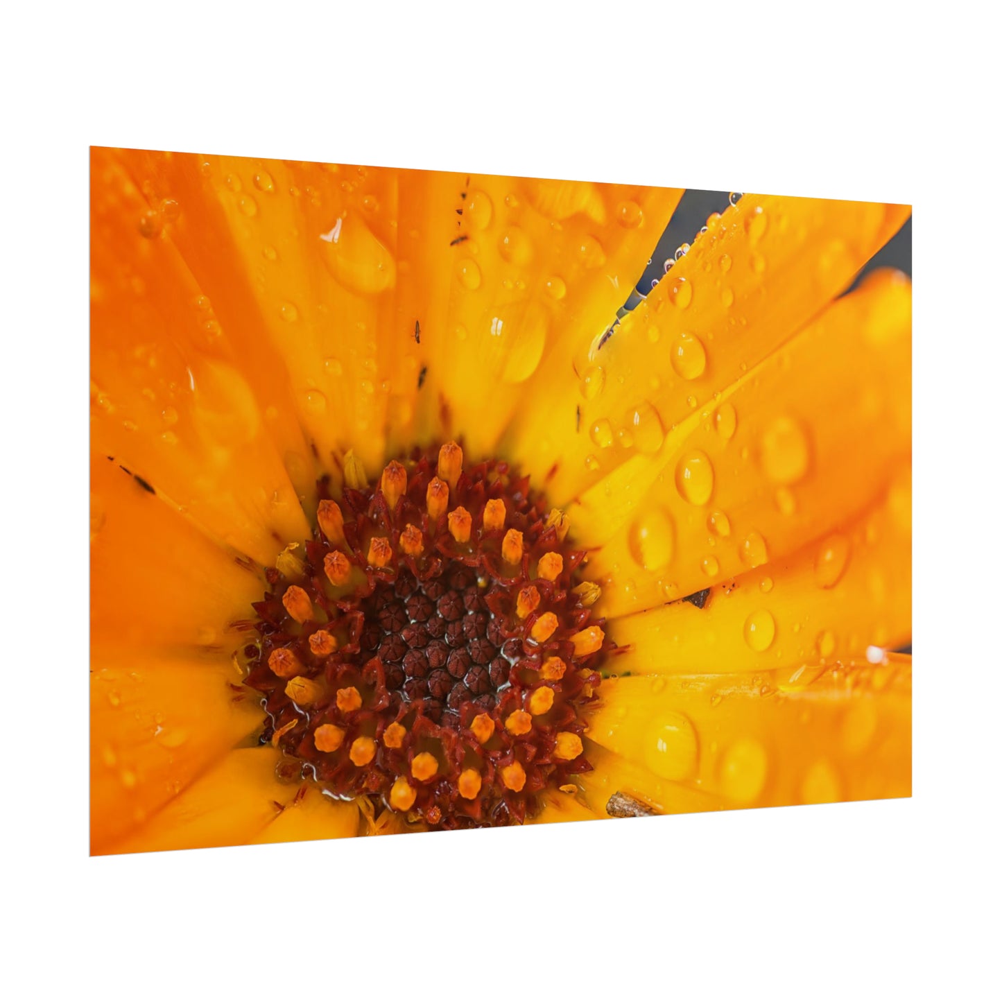 Drenched yellow flower printed on a rollable poster