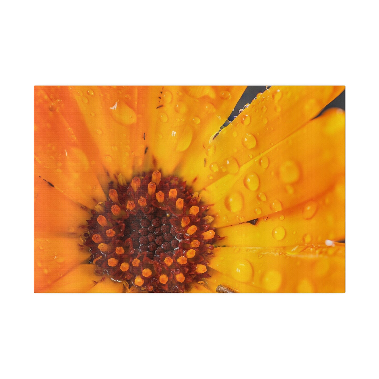 Orange flower petals drenched in dew printed on a stretched matte canvas