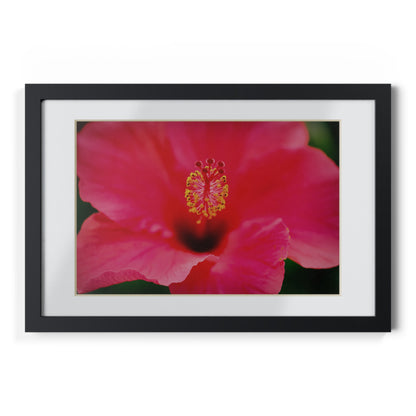 A beautiful hibiscus flower printed on a black framed poster