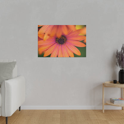 Colorful daisy printed on a stretched matte canvas