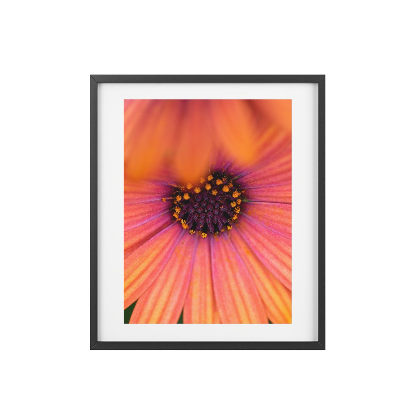 Colorful daisy printed on a framed matte poster