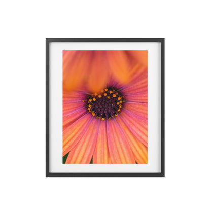 Colorful daisy printed on a framed matte poster