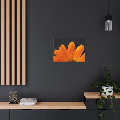 Orange flower petals drenched in dew printed on a stretched satin canvas