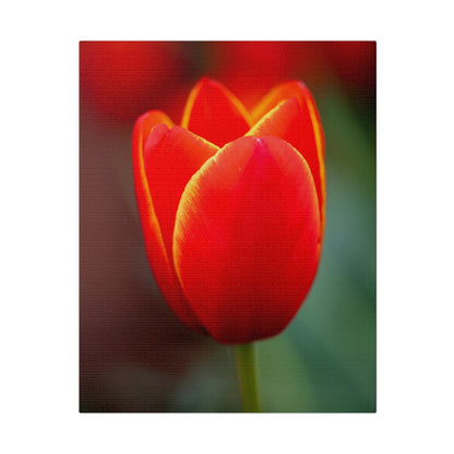 Fiery red and yellow tulip printed on a stretched matte canvas