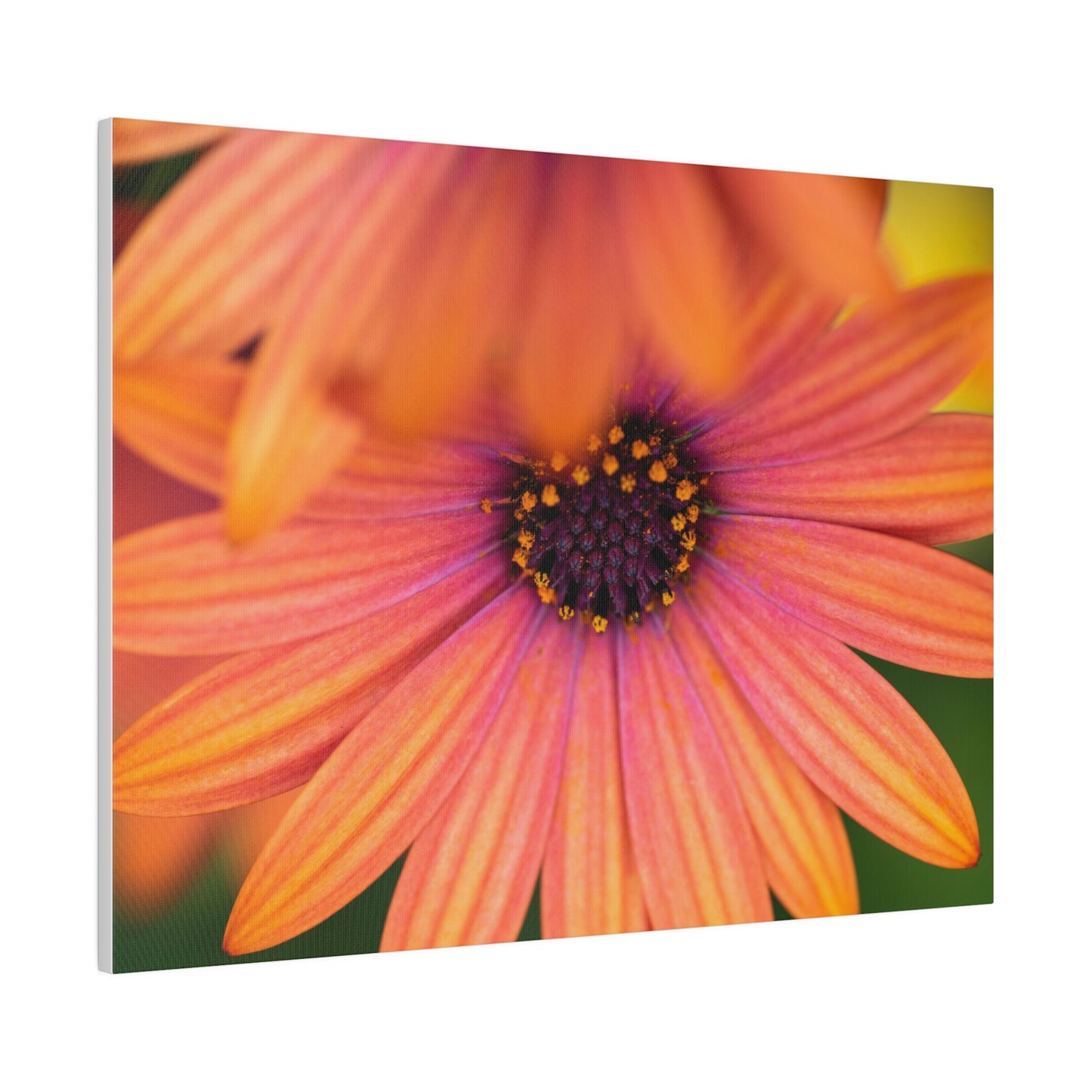 Colorful daisy printed on a stretched matte canvas